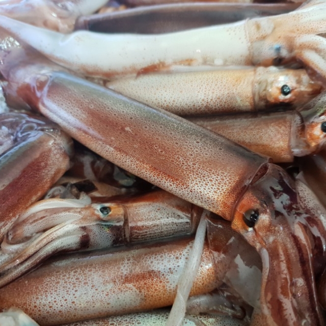감칠맛 생물오징어 1kg