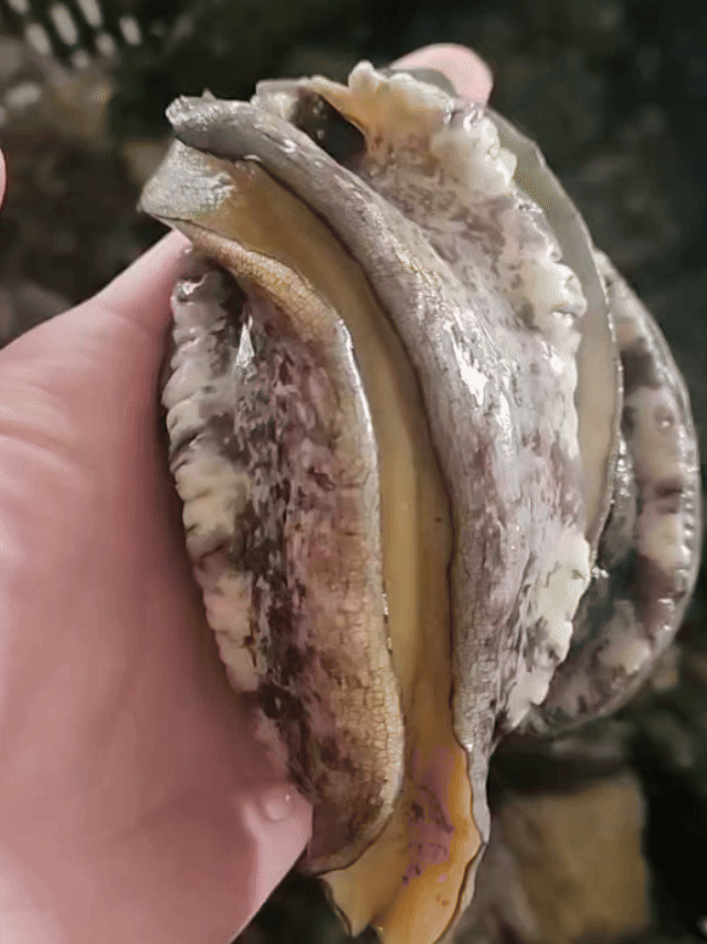 [300kg 한정] 싱싱한 완도 전복 1kg 초특가 오픈