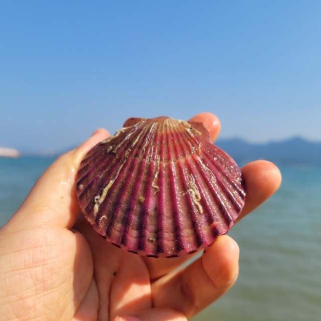 싱싱한 홍가리비 제철행사