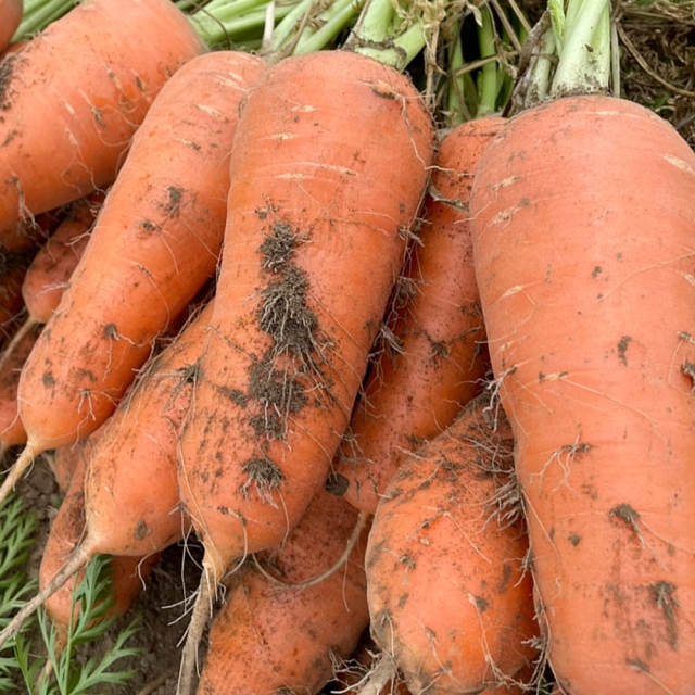 [한정특가]제주 정품 구좌당근 백모래당근