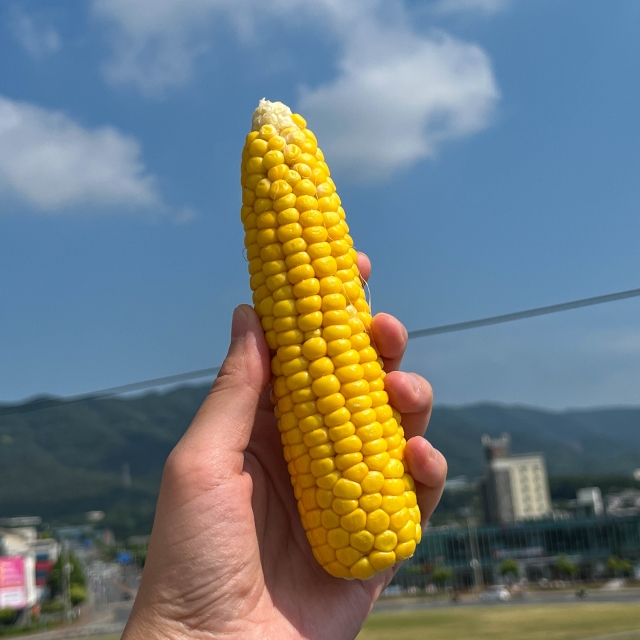 [밴드단독] 25년 첫 수확한 생 초당옥수수 초특가