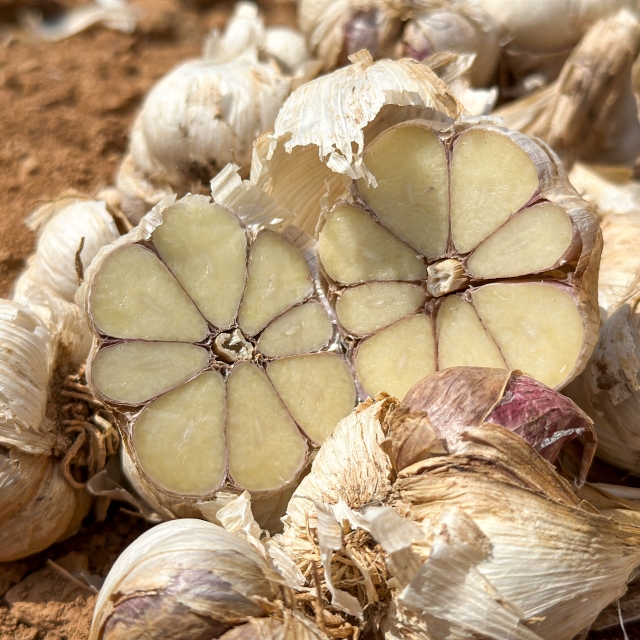 해풍맞고 자란 신안 황토 밭마늘