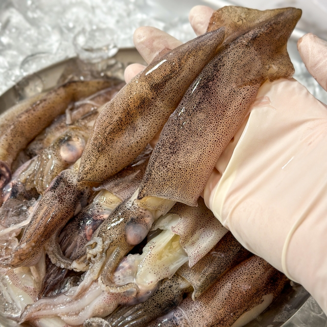동해안 생물한치1kg(8~11미) / 쫄깃한 식감 살아있는 여름 별미 해산물