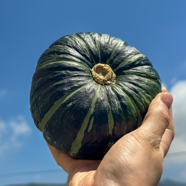 달달한 제주도 미니밤호박 보우짱