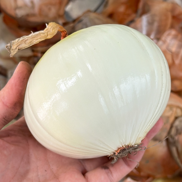 저장성 좋고 편리한 무안 깐양파 4kg