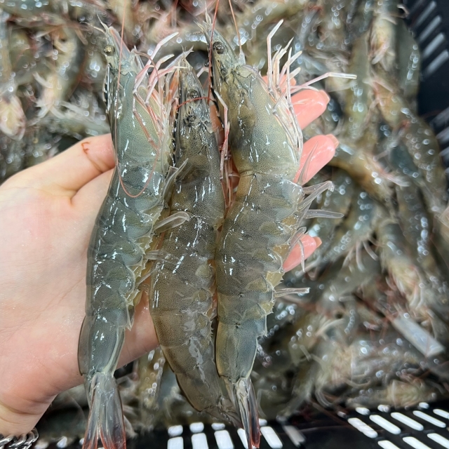 팔딱팔딱 살아있는 왕특 흰다리새우 첫오픈