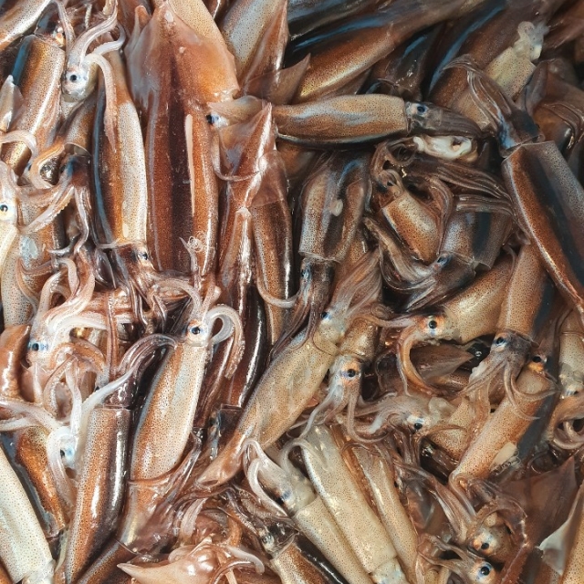 오늘 경매! 초신선 활오징어 마리당 2천원대!!