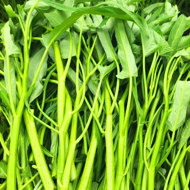국산 모닝글로리 공심채 1kg 당일수확 산지직송