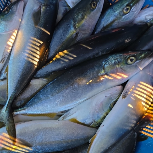 횟감용 생물 미니방어 2마리