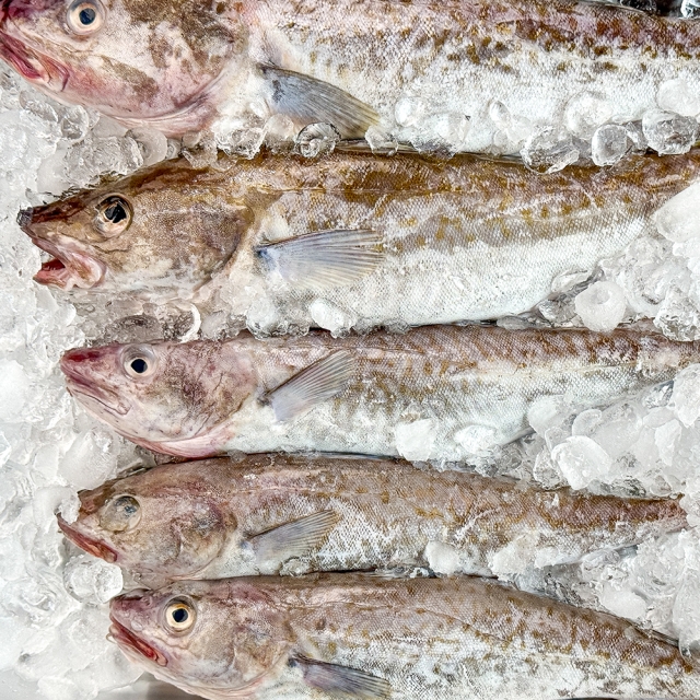 동해안 생물대구 3kg