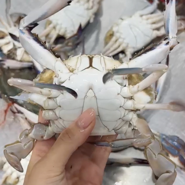 100% 국내산 활 숫꽃게 1kg