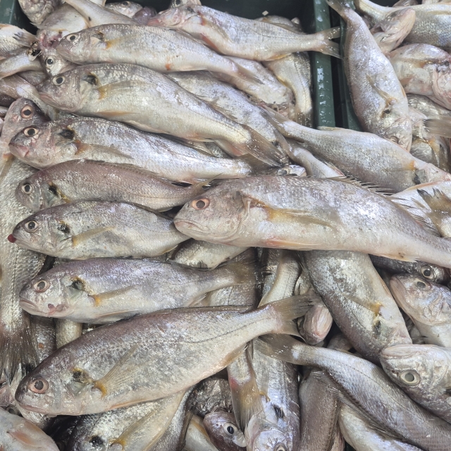 오늘 조업된 싱싱한 생물 백조기 1kg